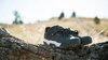 Bontrager Schuh Bontrager Rally MTB 44 Black